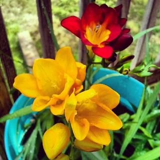 #freesia #containergarden #flower #igrewit #summer #picoftheday #photooftheday #deck