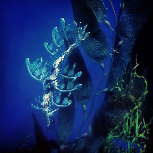 Leafy seadragons are my favorite.