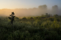 Morning Fog_5361.jpg by Mully410 * Images
