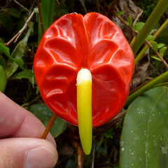 Araceae of Ecuador