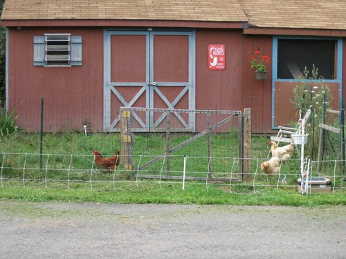 Electric fence around chicken yard by elizabeth's*whimsies