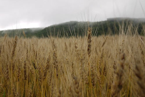 Wheat fields near Oketo (Hokkaido, Japan)