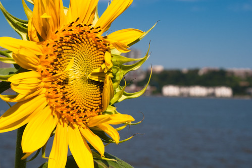 Sunflower on the Hudson