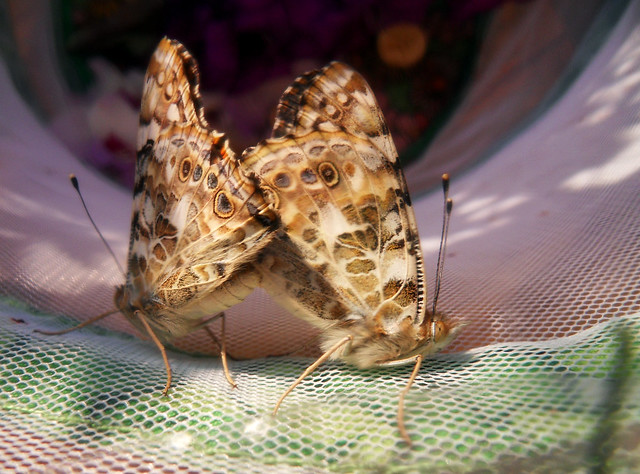 Schmetterlinge beim Sex