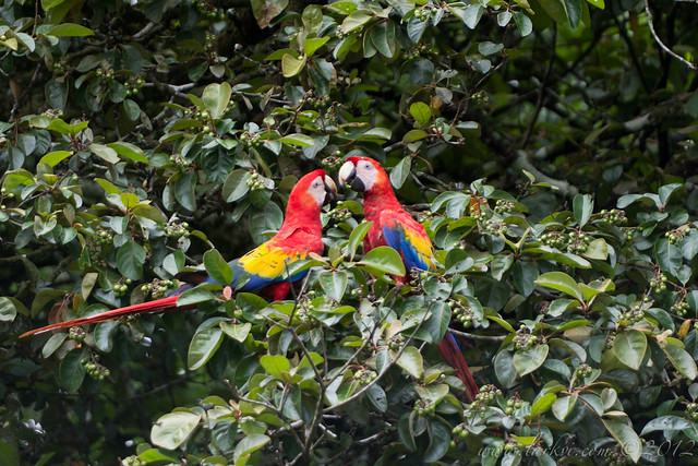 Scarlet Macaws, Pacific Coast, South of Puntarenas, Costa Rica, 2012