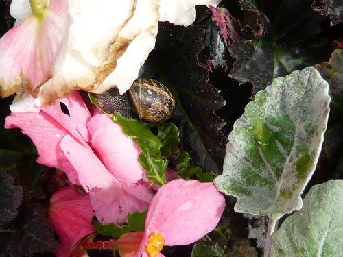 St Just Truro Begonia snail