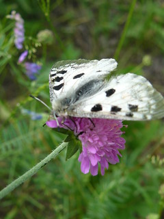  papillon blanc taches noires -3