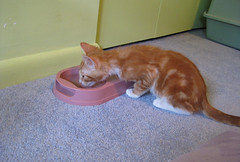 Milo, a vision in orange and white, sipping from his water bowl