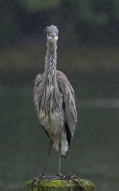Grey heron in the rain 2