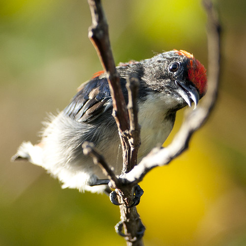 Scarlet-backed Flowerpecker (male) - Dicaeum cruentatum by Michael Gillam
