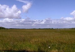 Everglades原生的Sawgrass草原（資料來源：維基百科，http://en.wikipedia.org/wiki/File:Everglades_Sawgrass_Prairie_Moni3.JPG）