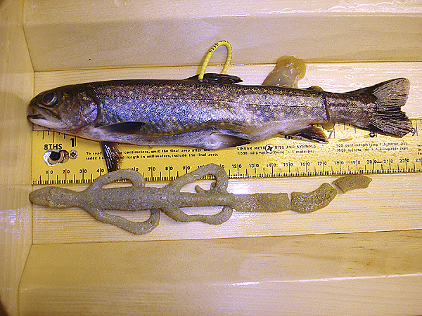 Brook trout 1 DIF&W.jpg