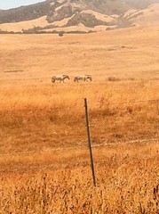 California Zebras