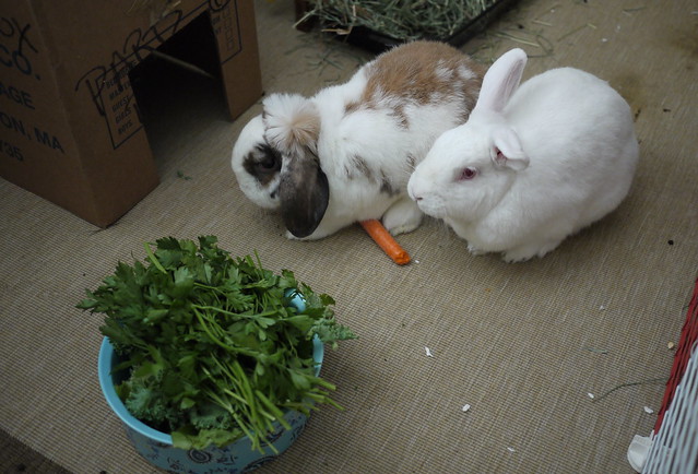 gus and betsy sharing a carrot