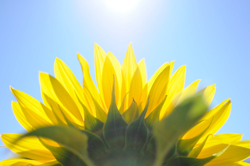 無料写真素材 花 植物 向日葵 ヒマワリ画像素材なら 無料 フリー写真素材のフリーフォト