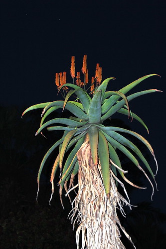 Aloe excelsa by tanetahi