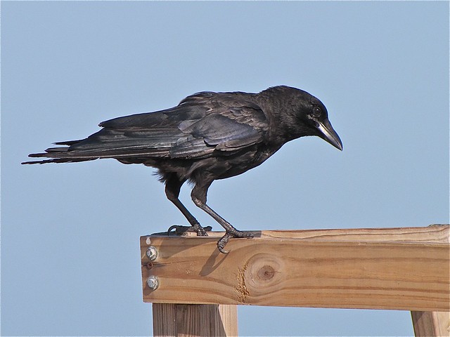 Fish Crow at Hilton Head, SC 01
