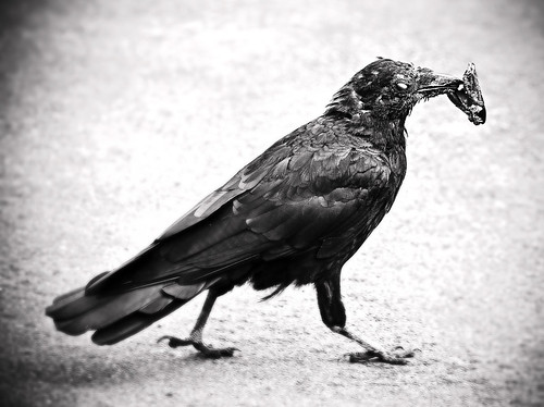 Crow and Shell by petetaylor