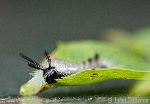 Lophocampa caryae, Hickory Tussock Moth Caterpillar