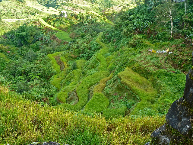 Tres días inolvidables, por las terrazas de arroz de Ifugao. - ¡FILIPINAS, TIERRA DE GALLOS! (7)