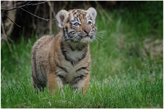 Tiger Cubs 2016