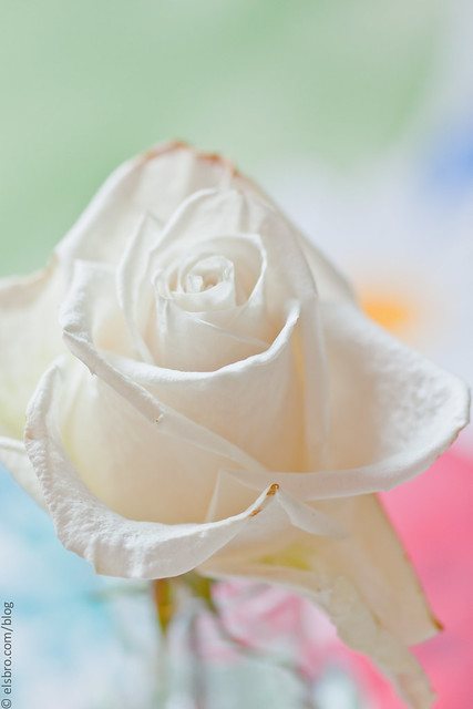 Old White Rose