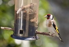 On The Feeder