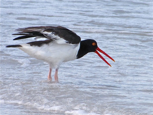 American Oystercatcher at Fort DeSoto in Pinellas County, FL