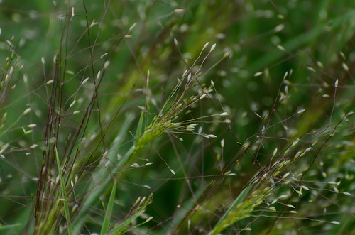 Wild Grass_9819.jpg