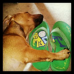 Booth loves old flip flops! #foster #adoptdontshop #dogs #puppy #flipflops