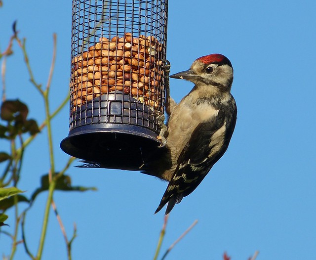 27646 - Great Spotted Woodpecker, Garden