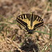 Macaón, cola de golondrina. Papilio machaon XII