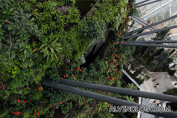 View of the wall plants from the top floor