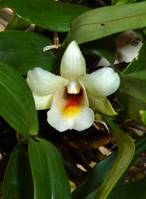 Dendrobium christyanum species orchid