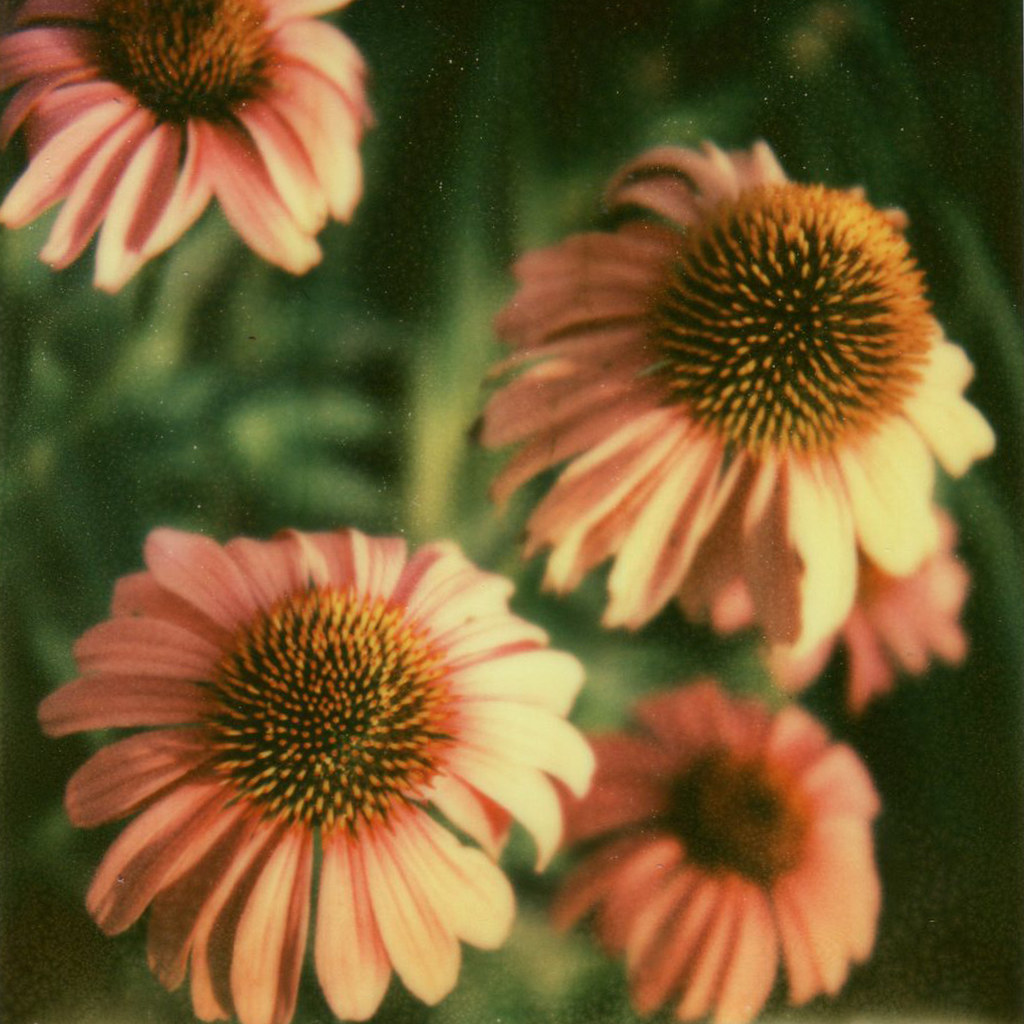 pink flowers px70