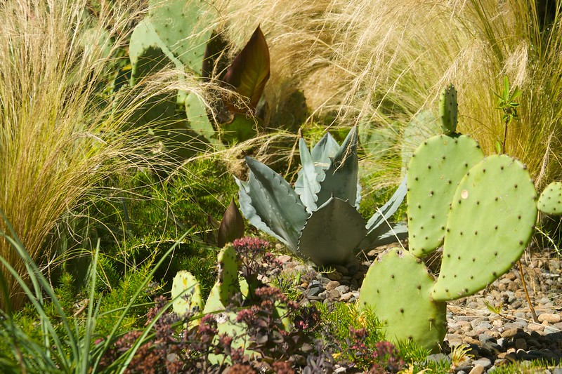 agave cactus stipa  2010