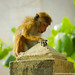 Sri Lankan Monkey