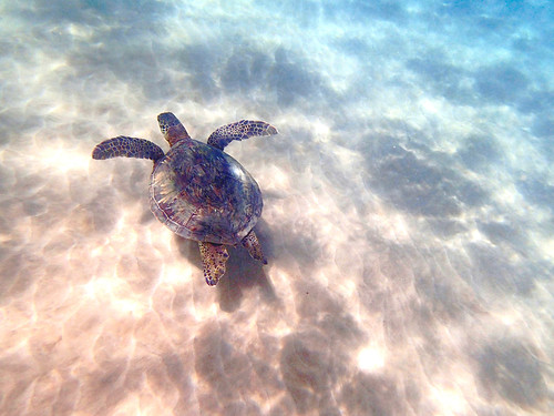 Sea Turtle, Maui