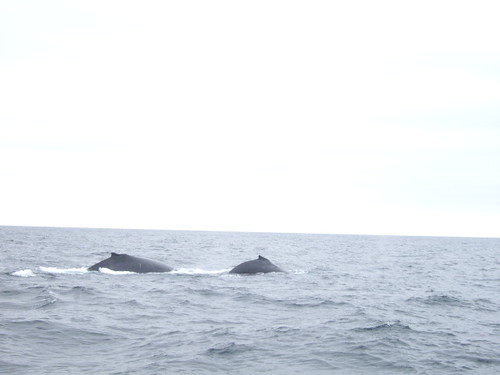 On our whale watching trip, we saw these whales! Even though they look small in the photo, they were actually huge!
