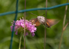 Butterflies and Moths 