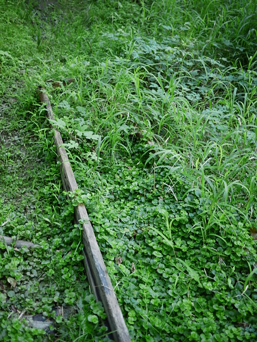 overgrown remains of a ladder