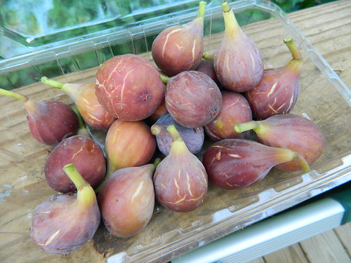 Figs fresh off the tree