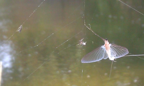 Mayfly in a Spiderweb by Turtle Creek