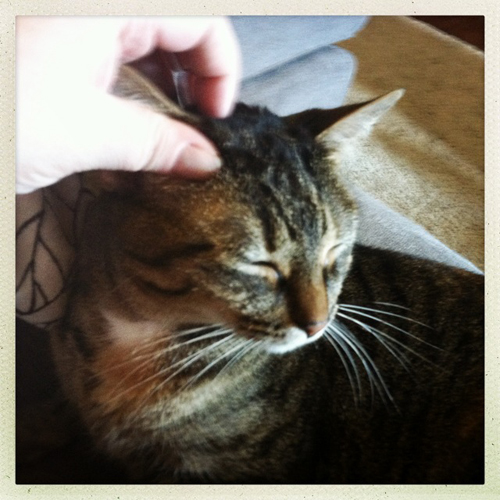image of Sophie the Cat looking blissed-out while I scratch her head