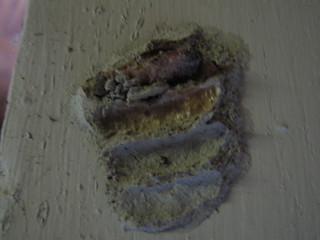 MI00172 - Mud Wasp Nest