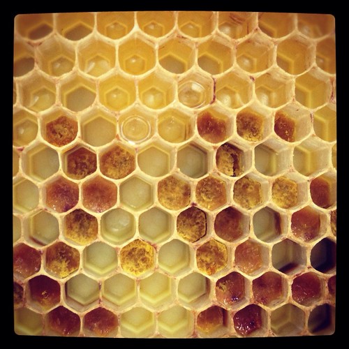 Honey & Pollen