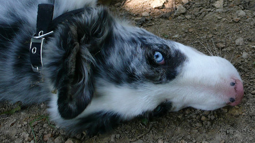 Blue-eyed border collie