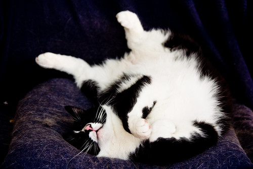 無料写真素材|動物|猫・ネコ|寝顔・寝姿