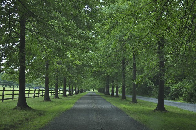 tree-lined lane