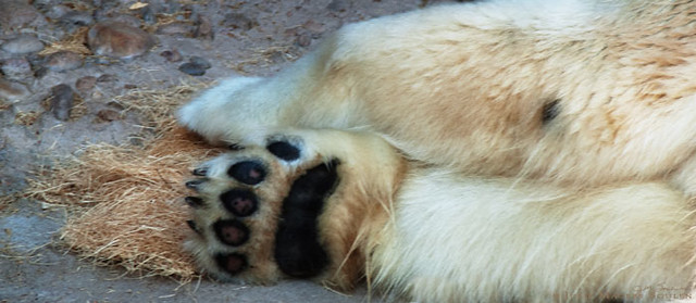 A close up shot of the giant paws of a polar bear.